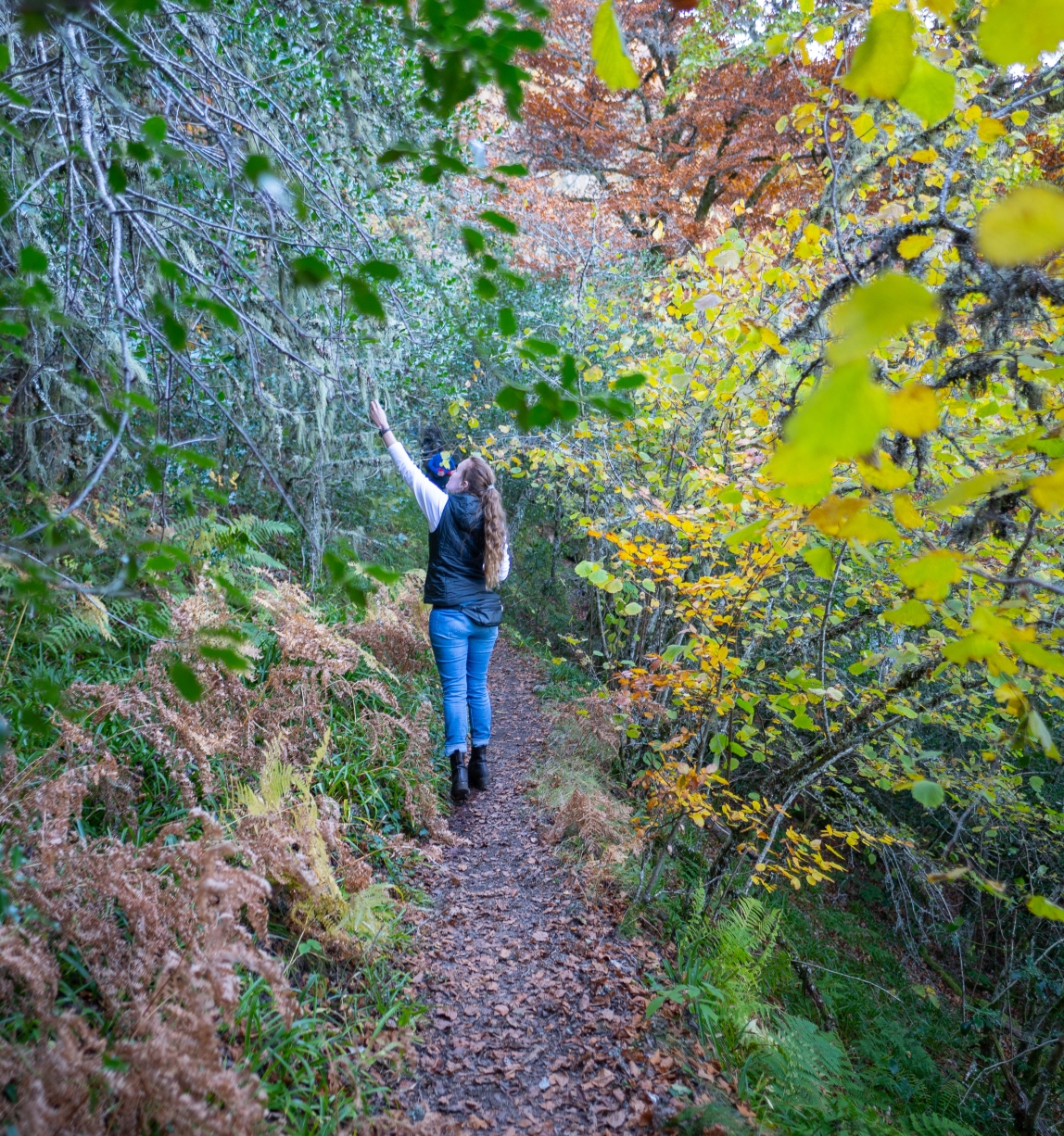 Woman walking in autumnal forest reaches up to touch tree leaves