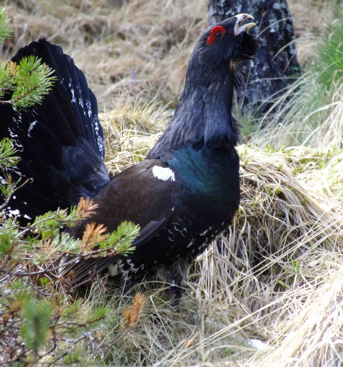 Capercaillie bird in Scotland