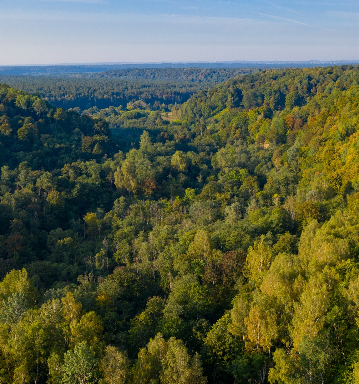 beautiful drone shot of Lithuanian forest