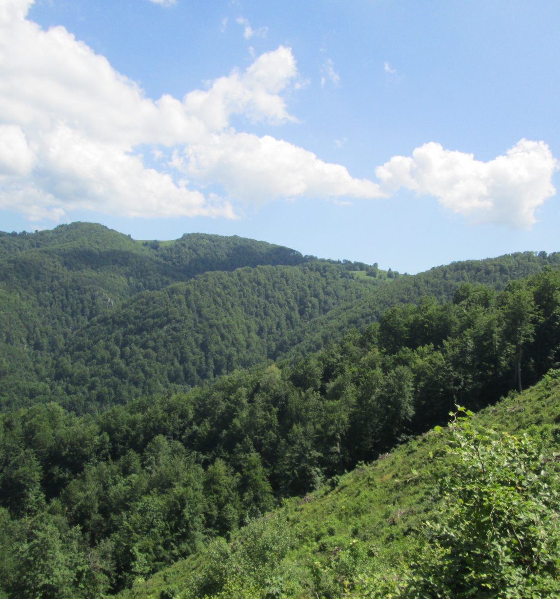 Serbian forest landscape