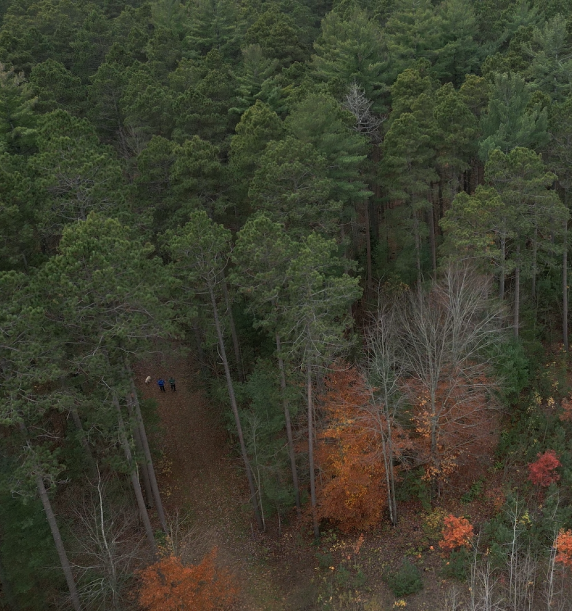 overhead shot of autumn Canadian forest