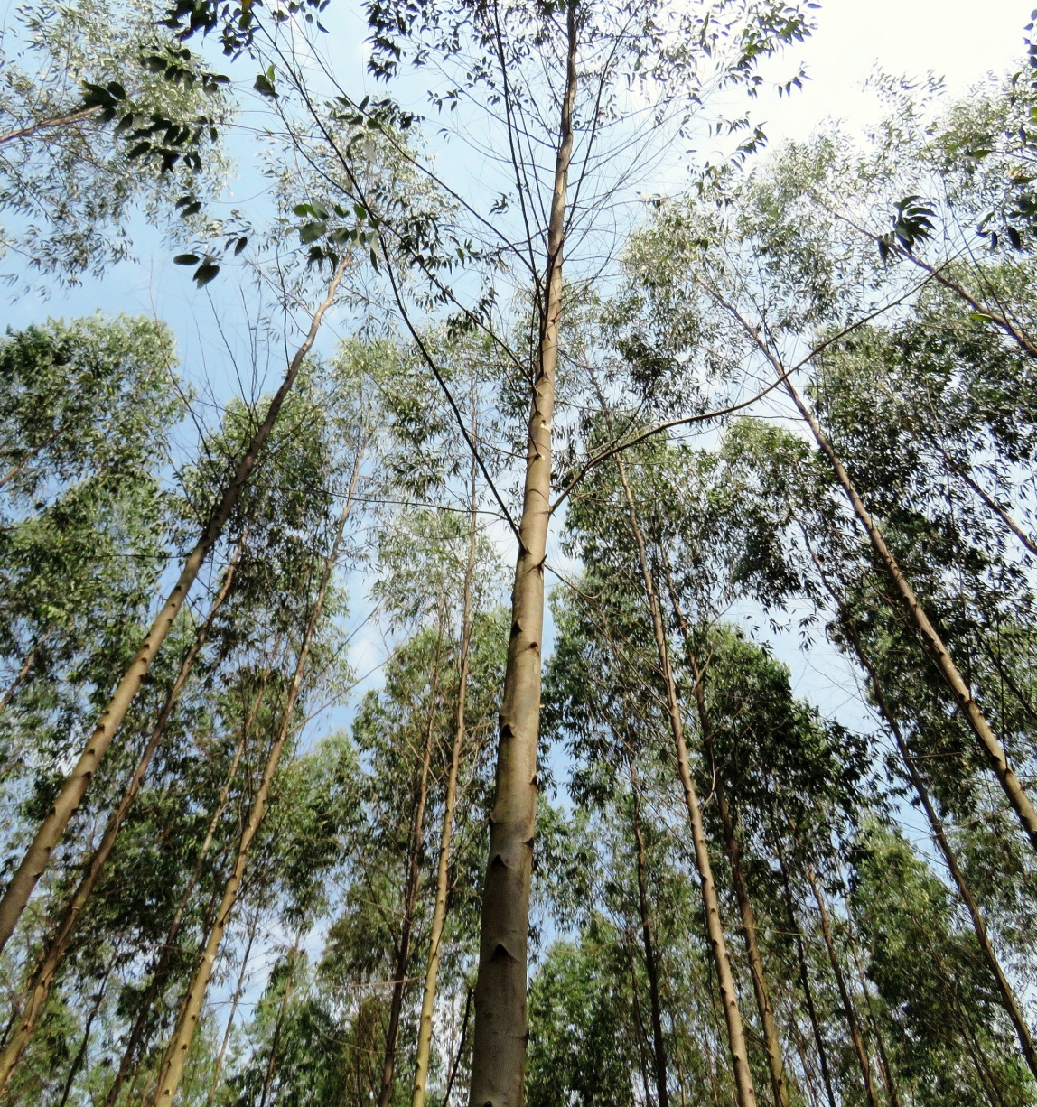 Eucalyptus trees in Uganda