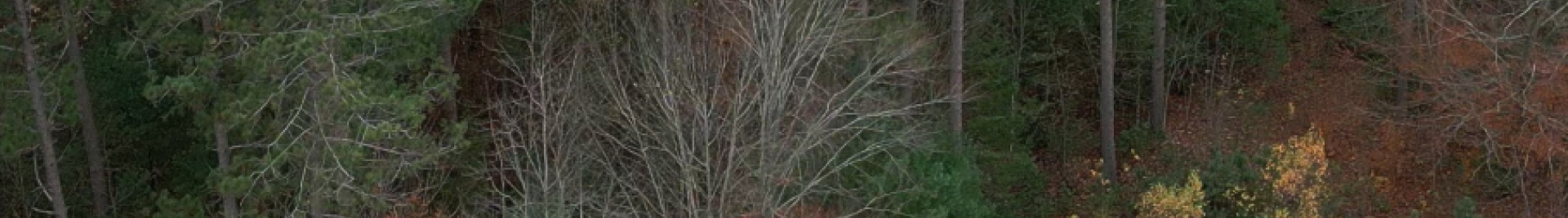 An aerial image captures a photo of a forest from above, alluding to the topic of climate change solutions.  