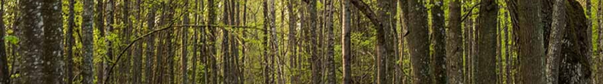 A man walks along a forest path  through a forested area.