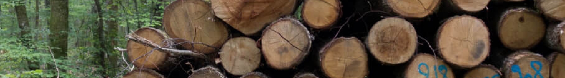 A pile of tree logs is shown sitting in an FSC-certified forest. 