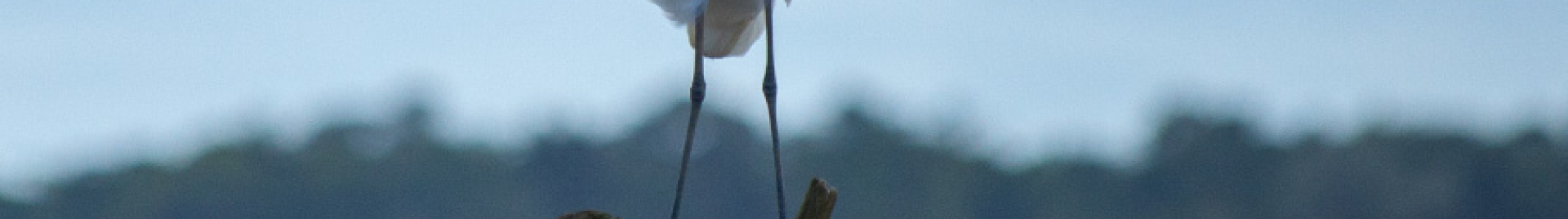 White bird perched on wood near a body of water under a cloudy sky.