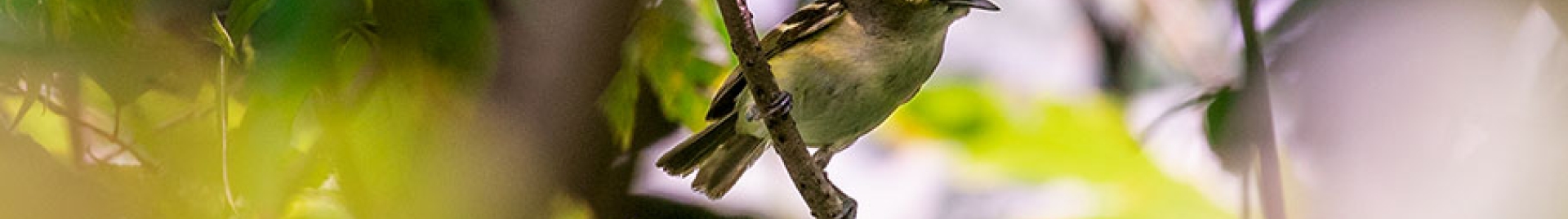 An image of a bird in a tree.