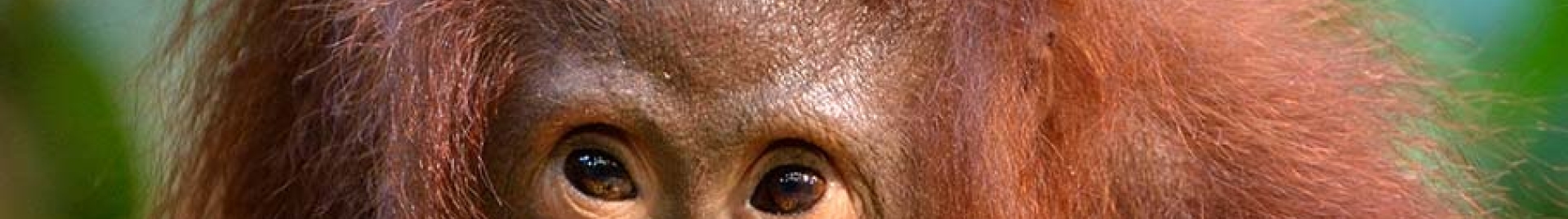 An image of an orangutan in a forest.