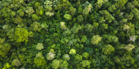 2024_FSC Mexico_Ejido Yoactun, Mexico_ biodiversity_(c) FSC Mexico_Jesús Antonio Moo Yam 6.JPG