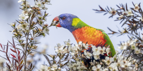 2025_FSC ANZ_Australia_Rainbow Lorikeet__©FSC ANZ_Doug Gimesy.jpg