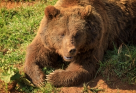 Oso pardo or Cantabrian bear