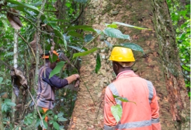 Two forest workers measure a large tree trunk