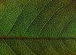 close up green leaf