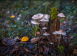 About us tree roots image mushroom on wood