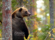 Brown bear standing in a forest