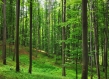 Broadleaf forest