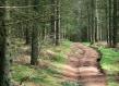 A sandy road leading through a coniferous forest