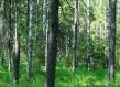 Conifer and birch forest