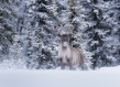 Reindeer in snow in front of snowy pine trees in Canada