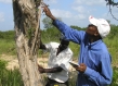two men measure a Mpingo tree