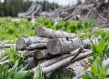 Fallen wooden logs stacked atop each other