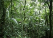 FSC certified forest in Brazil 