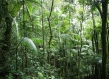 FSC certified forest in Brazil 