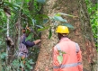 Two forest workers measure a large tree trunk