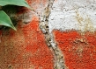 Tree bark in red and white