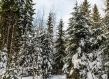 Snowy coniferous forest