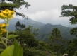 view of Nicaragua mountains with yellow flower in forefront