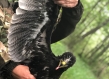 forest ecologist holding greater spotted eagle close up