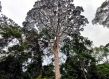 Giant tree in Gabon jungle 