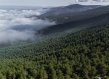 Wide angle shot of a foggy forest