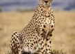 portrait of a cheetah sitting upright on rock in savannah