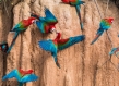 Scarlet macaws gathered on red rock wall 