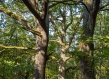 dense tree trunks in spring 