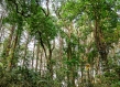 Kenya forest