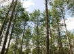 View of Canadian forest looking up into coniferous trees