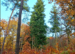 Mixed forest Czechia