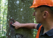 Man observing a tree trunk.