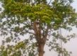 Eucalyptus tree