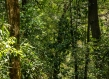 Person in forest Kenya