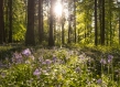 Bluebells