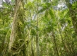 Jungle certified forest