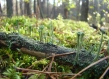 Fungi in Poland