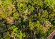 Forest Peru