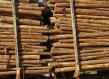 Logs of timber