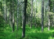 Finnish forest