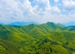 Bamboo forest
